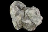 Agatized Dinosaur Bone (Gembone) Vertebra End Section #94919-2